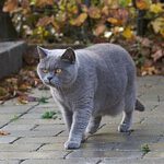 British_Shorthair_Cat_2.jpg